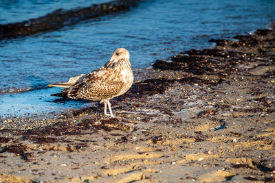 Seagull perching on a beach