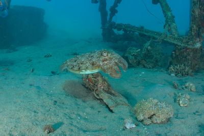 Fish swimming in sea