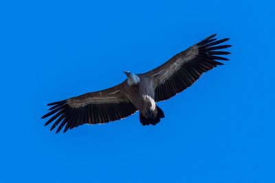 Low angle view of vulture flying against clear blue sky