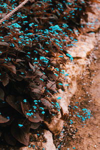 High angle view of berries on rock