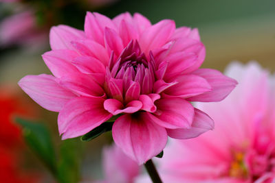 Close-up of insect on pink flower