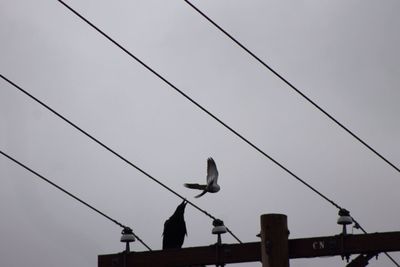 Low angle view of power lines against sky