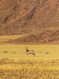 Side view of horse on field