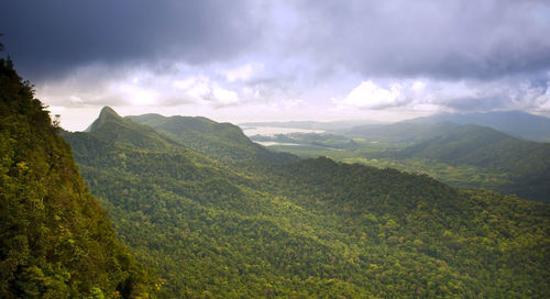 Staring into thick tropical jungle in vibrant green