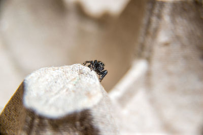 Close-up of butterfly on rock