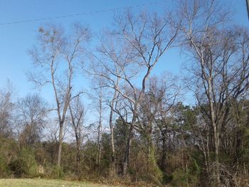 Low angle view of trees against sky