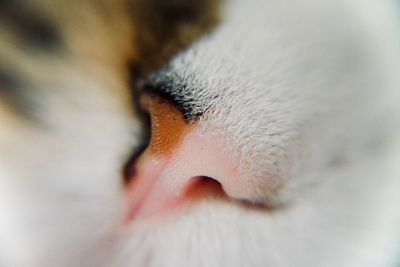 Close-up of a bird