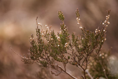 Close-up of flowering plant