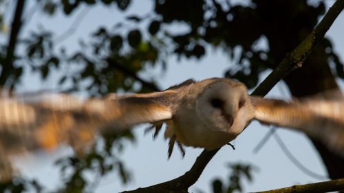 Low angle view of a bird on branch