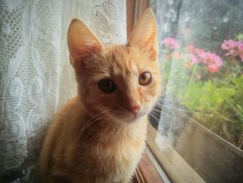 Close-up portrait of ginger cat