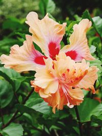 Close-up of orange flowering plant