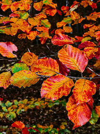 Close-up of maple leaves on plant during autumn