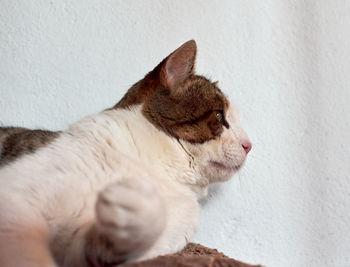 Close-up of a cat looking away