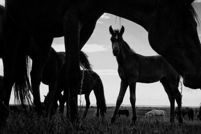 Horses grazing on field against sky