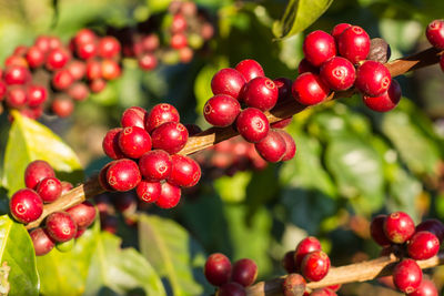 Coffee cherries , coffee beans ripening on coffee tree