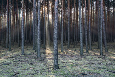 Pine trees in forest