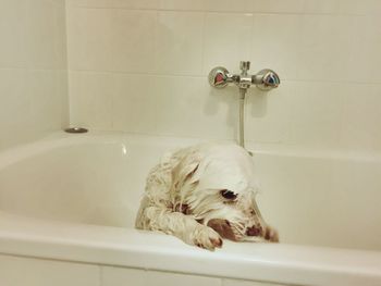 Close-up of dog relaxing in bathtub