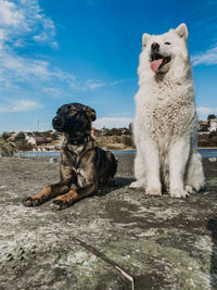 Dog sitting on shore against sky