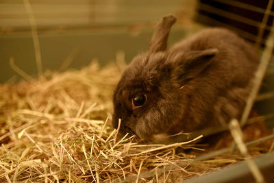 Close-up of a rabbit