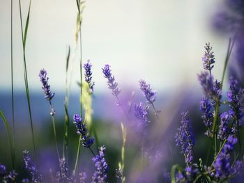 Close-up of purple flowers