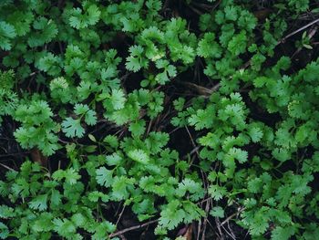 High angle view of plants growing on land