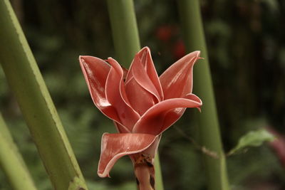 Extreme close-up of flower