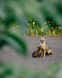 Cat lying on ground