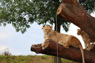 Cat relaxing on a tree