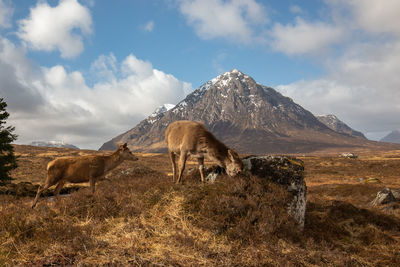 View of a horse on field