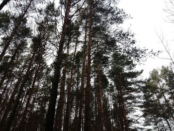 Low angle view of trees against sky