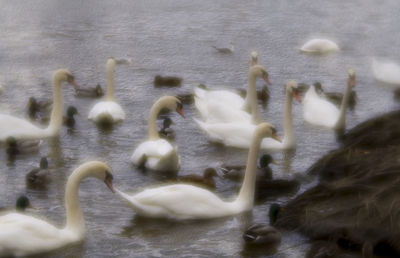 Close-up of swan swimming in lake