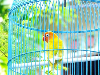 Bird in cage