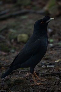 Close-up of a bird