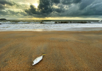 Scenic view of beach against sky