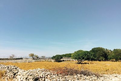 Trees on field against clear sky