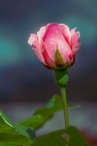 Close-up of pink rose bud