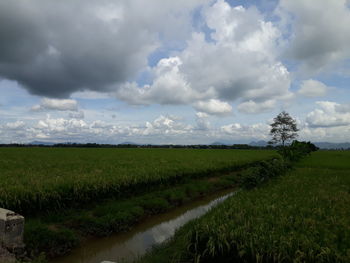 Scenic view of agricultural field against sky