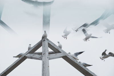 Low angle view of seagulls flying against sky