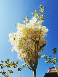 Low angle view of cherry blossom against clear sky