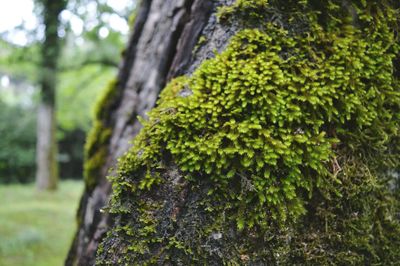 Close-up of moss growing on tree trunk