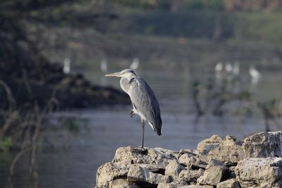 High angle view of gray heron perching on rock by lake