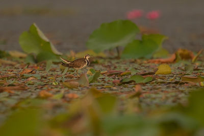 Close-up of leaves on plant