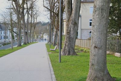 View of footpath along trees