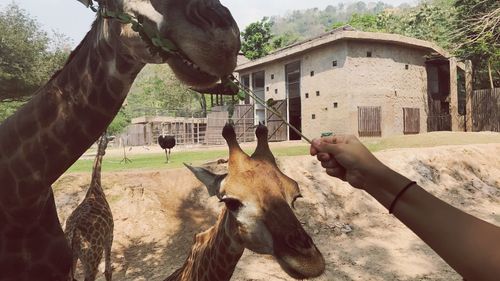 Close-up of hand feeding horse