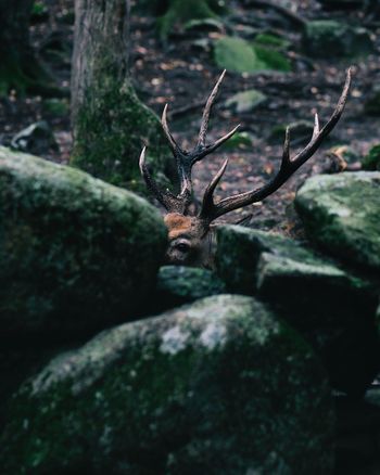 CLOSE-UP OF DEER IN TREE