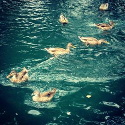 High angle view of duck swimming in lake