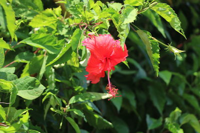 Close-up of red hibiscus flower