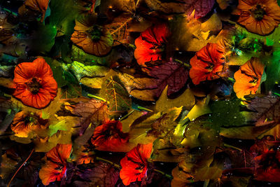 Full frame shot of autumn leaves