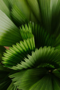 Full frame shot of palm leaves