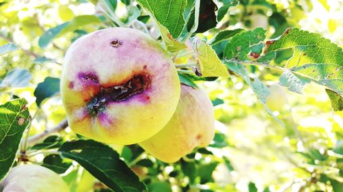 Close-up of apple on tree